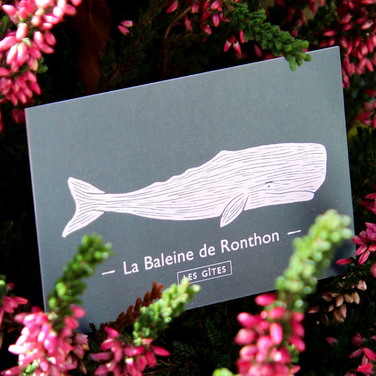 Identité graphique de La Baleine de Ronthon par Atelier Bruine