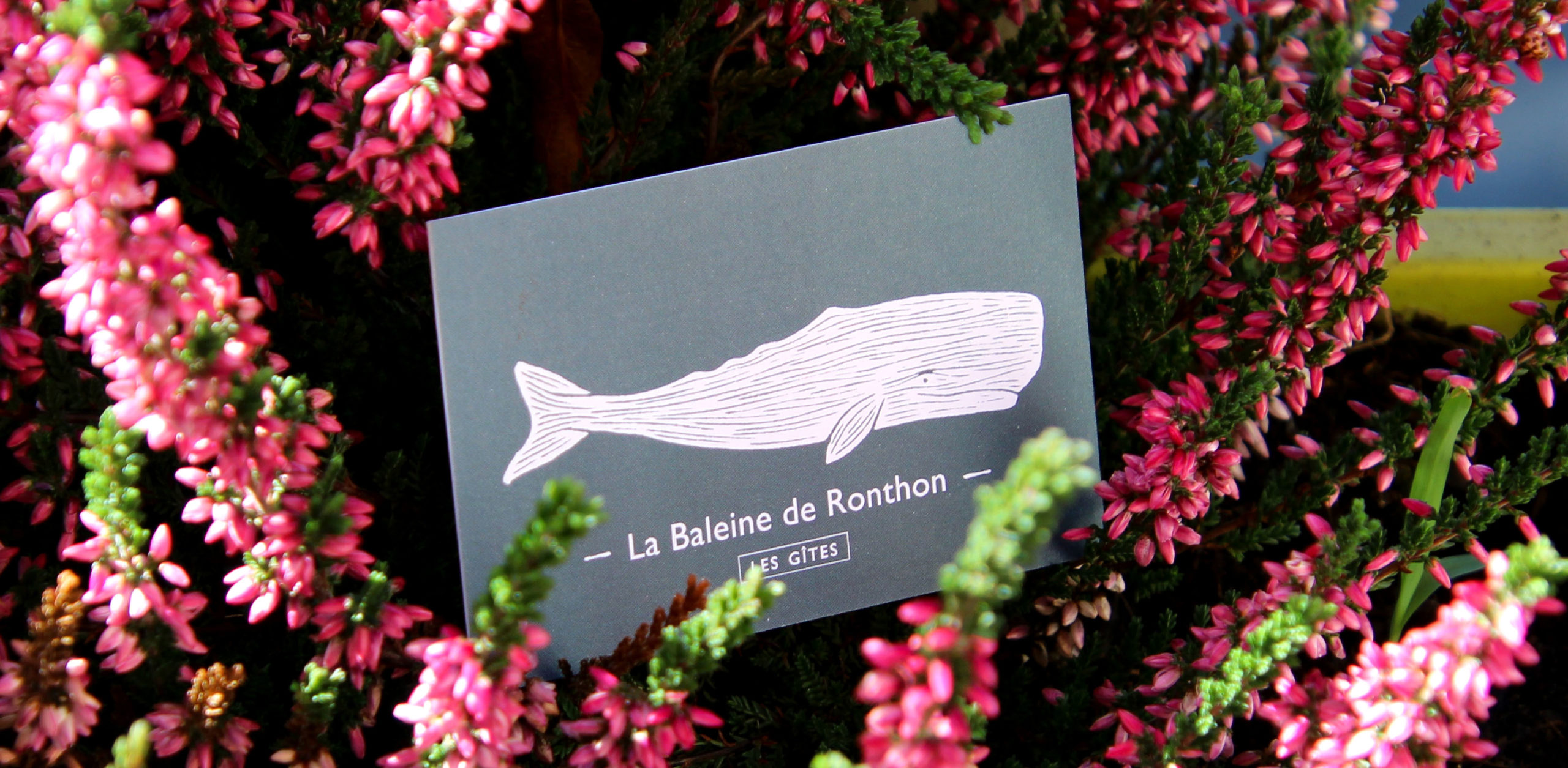 Identité graphique de La Baleine de Ronthon par Atelier Bruine