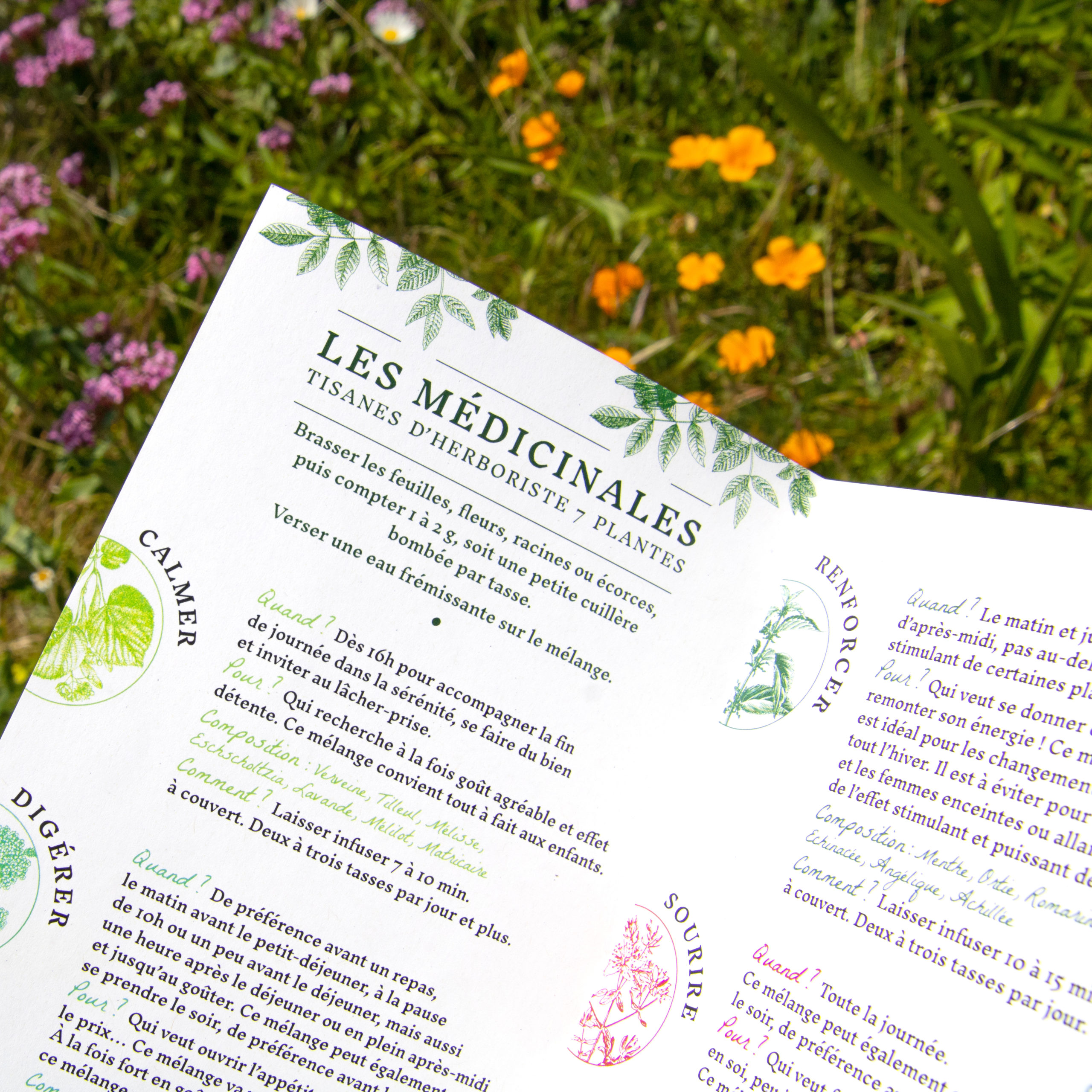 Plaquette de présentation de la gamme de tisanes des Plantes de Mathilde créée par Atelier Bruine