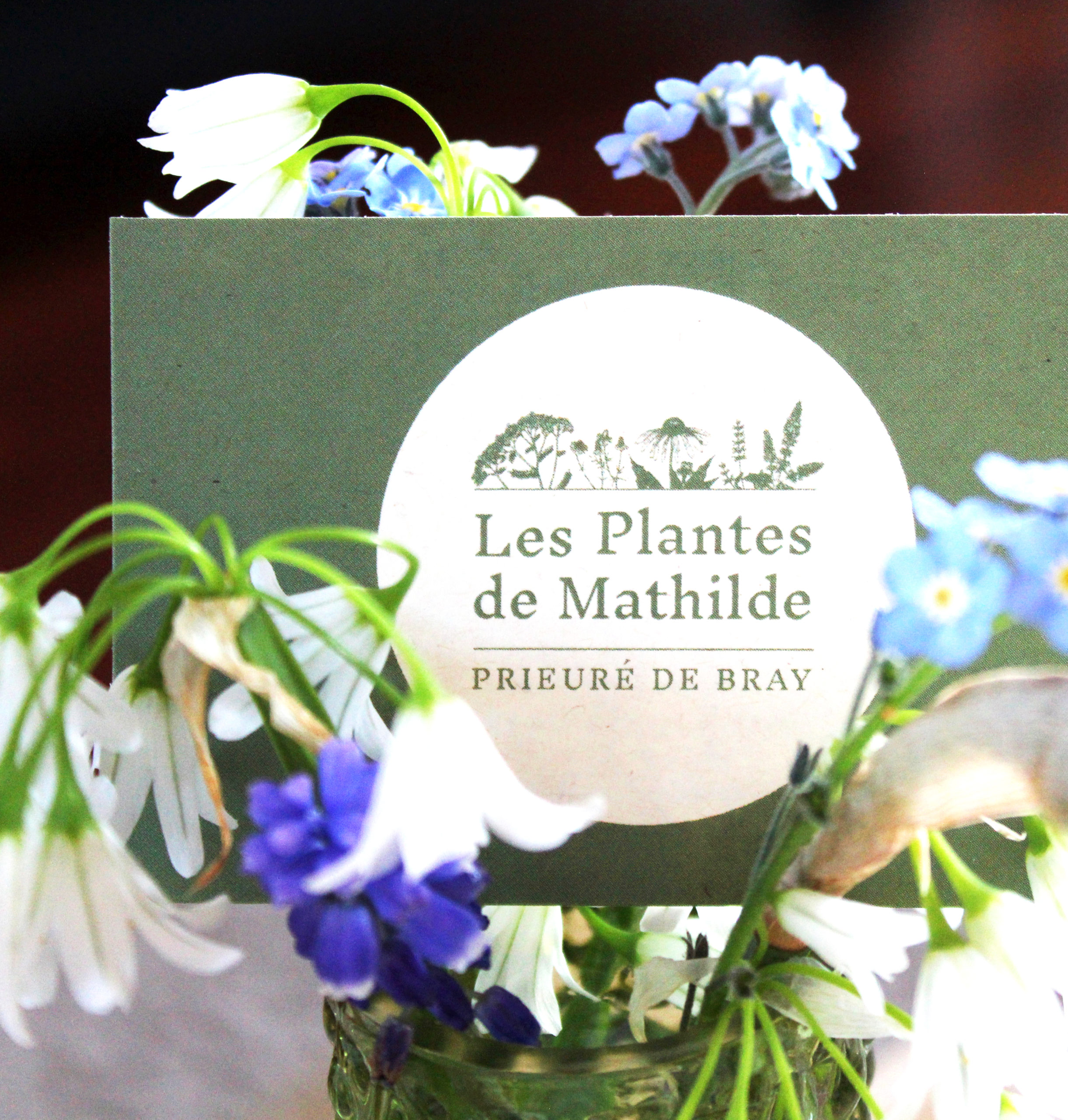 Logo et carte de visite des Plantes de Mathilde créés par Atelier Bruine
