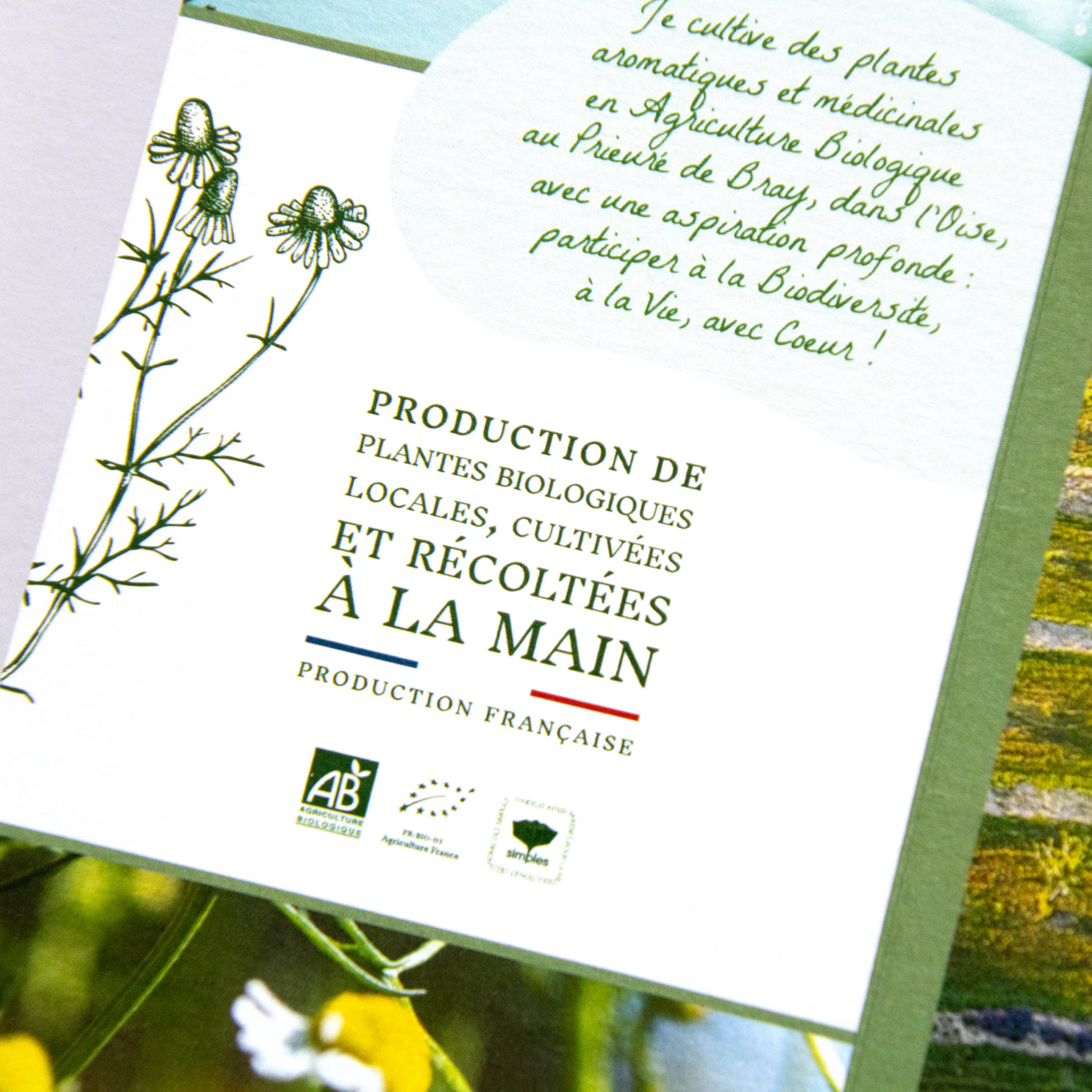 Plaquette de présentation de l'activité des Plantes de Mathilde créée par l'Atelier Bruine